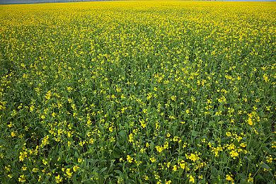 《漫威争锋》“毒液”预告片 7月24日封测